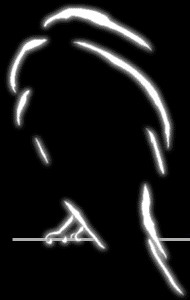 raven.jpg (9387 bytes)